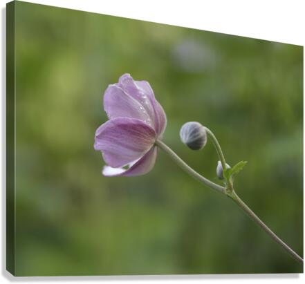 Aspiration Canvas Print