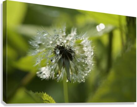 Dandelion with Droplets Canvas Print