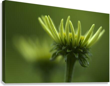 Blooming Coneflower Canvas Print