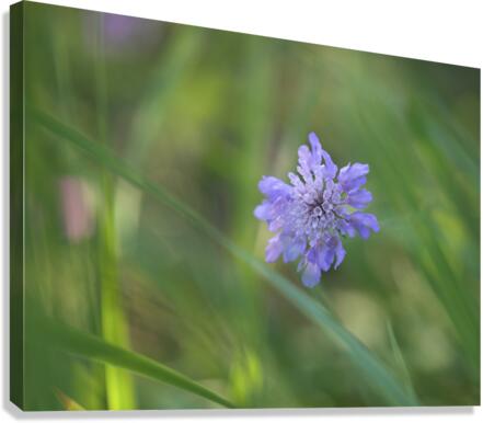 Butterfly Blue Canvas Print