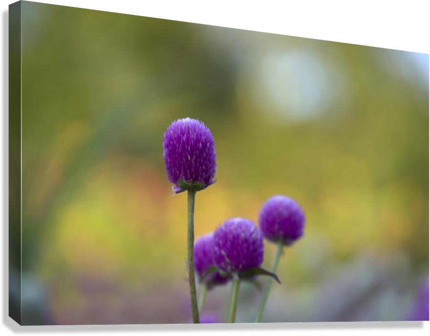 Globe Amaranth Canvas Print