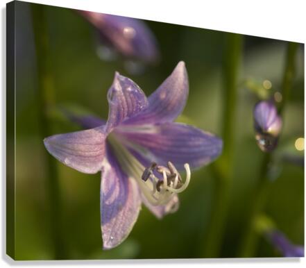Hosta Flower Canvas Print