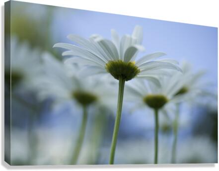 From Under Canvas Print