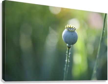 Opium Poppy Canvas Print
