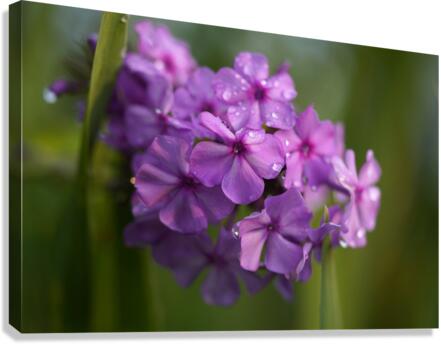 Purple Flame Canvas Print