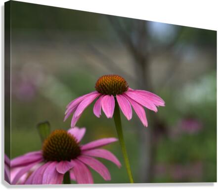 Ladies in Pink Canvas Print