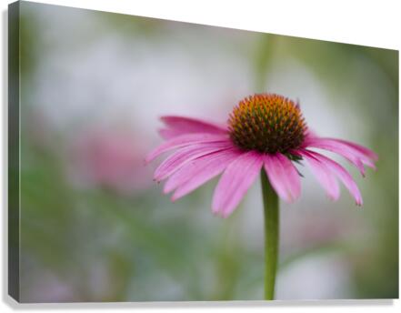 Pink Echinacea Canvas Print