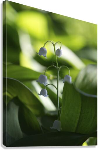 Muguet des Bois Canvas Print