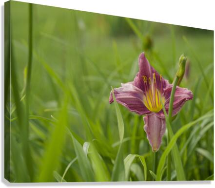 Pretty in Pink Canvas Print