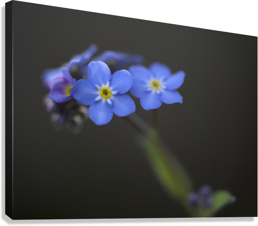 Pretty in Blue Canvas Print