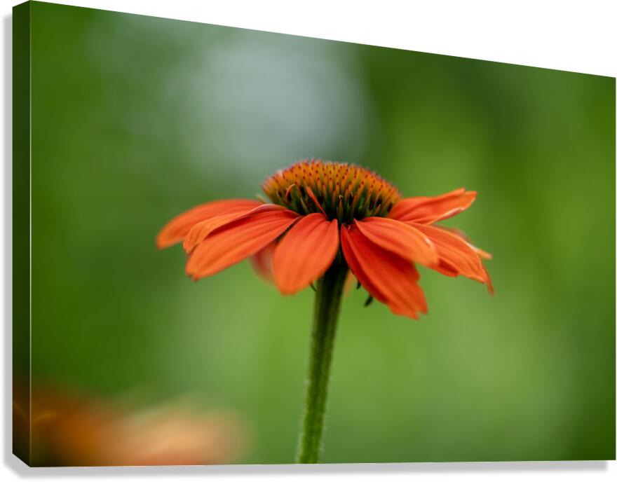 Orange You Awesome Canvas Print