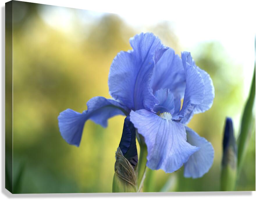 Lucky Devil Canvas Print