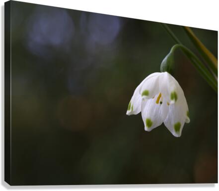 Spring Snowflake Canvas Print