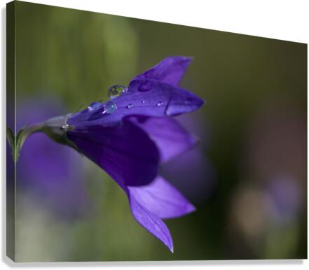 Water Drop Refraction Canvas Print