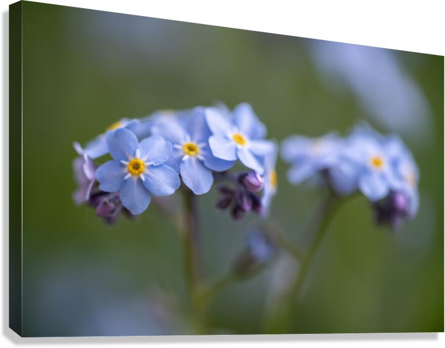 Scorption Grasses Canvas Print