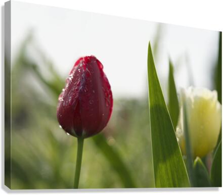 Red Beauty Canvas Print