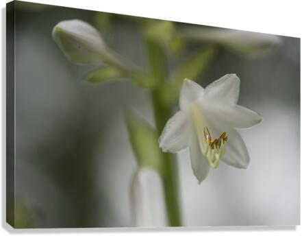 White Lily Canvas Print
