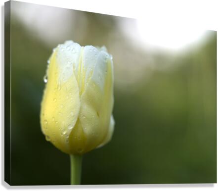 Yellow and White Tulip Canvas Print