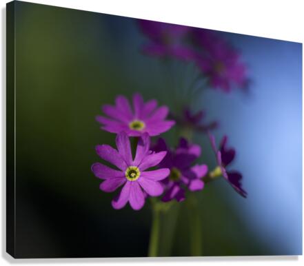 Dainty Blossoms Canvas Print