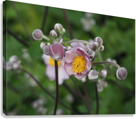 Japanese Thimbleweed Canvas Print