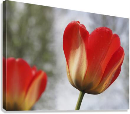 Leaning Tulip Canvas Print