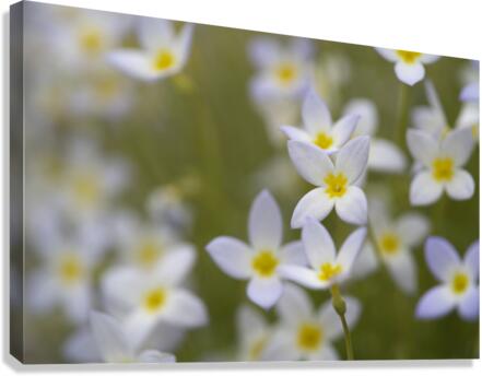 Pretty Ladies Canvas Print