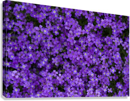 Purple Groundcover Canvas Print
