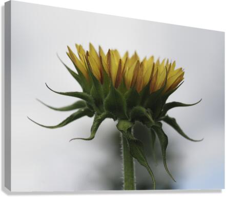 Sunflower Side View Canvas Print