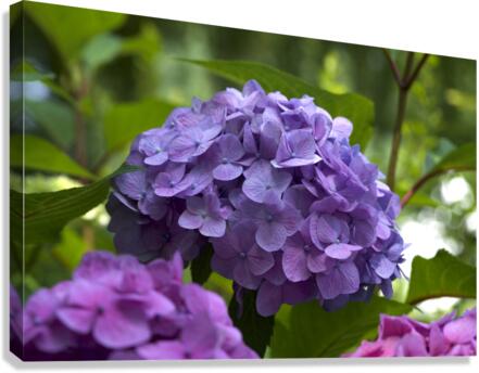 Purple Hydrangea Canvas Print