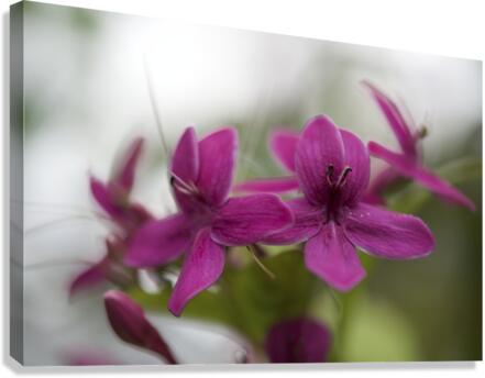 Shooting Star Canvas Print