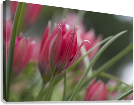 Charming Ladies Canvas Print