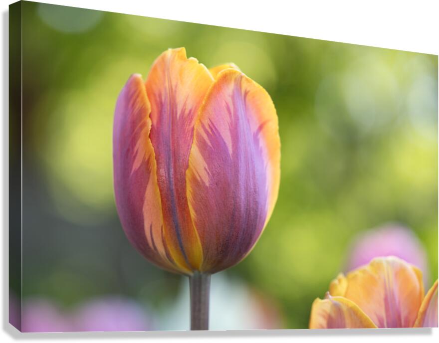 Pastel Garden Tulip Canvas Print