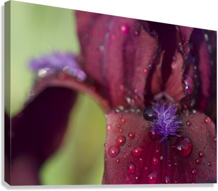 Purple Beard Canvas Print