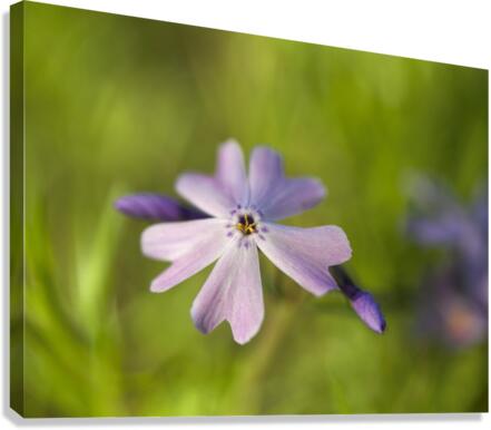 Vibrant Moss Phlox Canvas Print