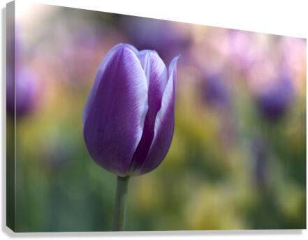The Purple One Canvas Print