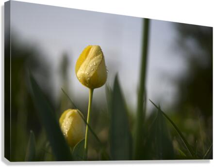 Dreamy Beauty Canvas Print