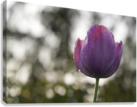 Purply Blue Beauty Canvas Print