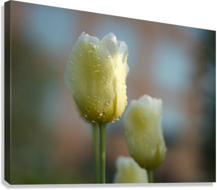 Dreamy Beauties Canvas Print