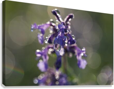 Drops and Bokeh Canvas Print