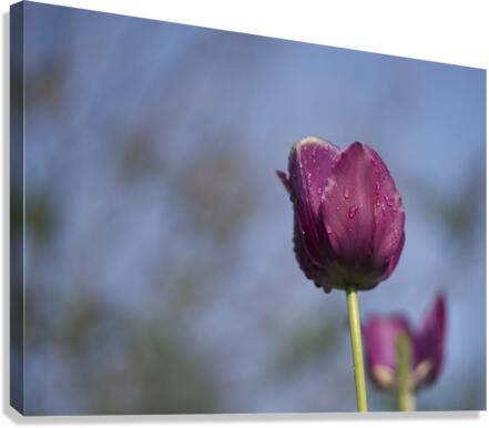 Lady in Purple Canvas Print