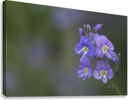 Farewell Canvas Print