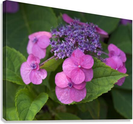 Showy Ladies Canvas Print