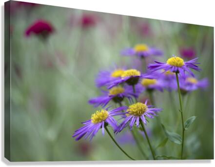 Lovely Ladies Canvas Print