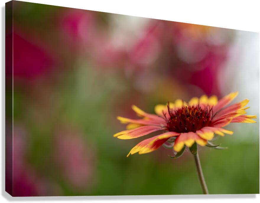 Blanket Flower Canvas Print