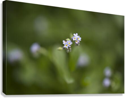 Tiniest Bouquets Canvas Print