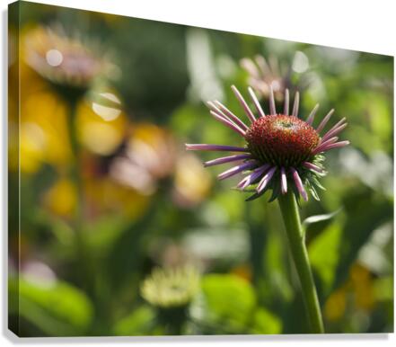 Early Morning Beauty Canvas Print