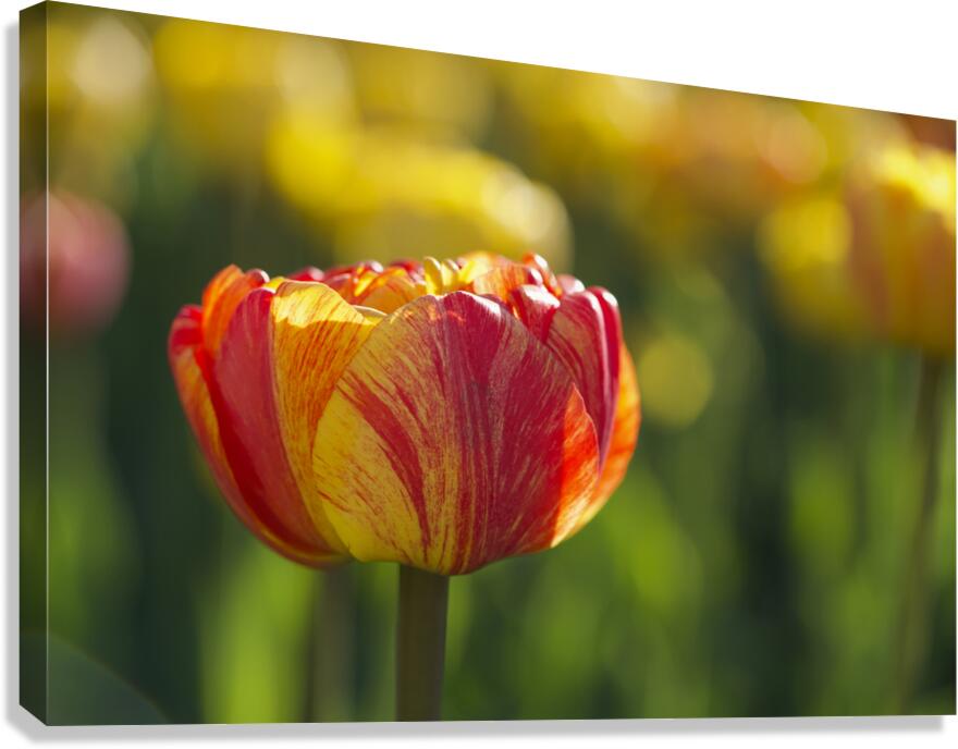 The Lovely One Canvas Print