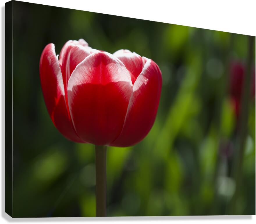 Pretty One Canvas Print