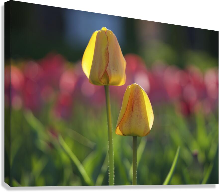 Two of a Kind Canvas Print