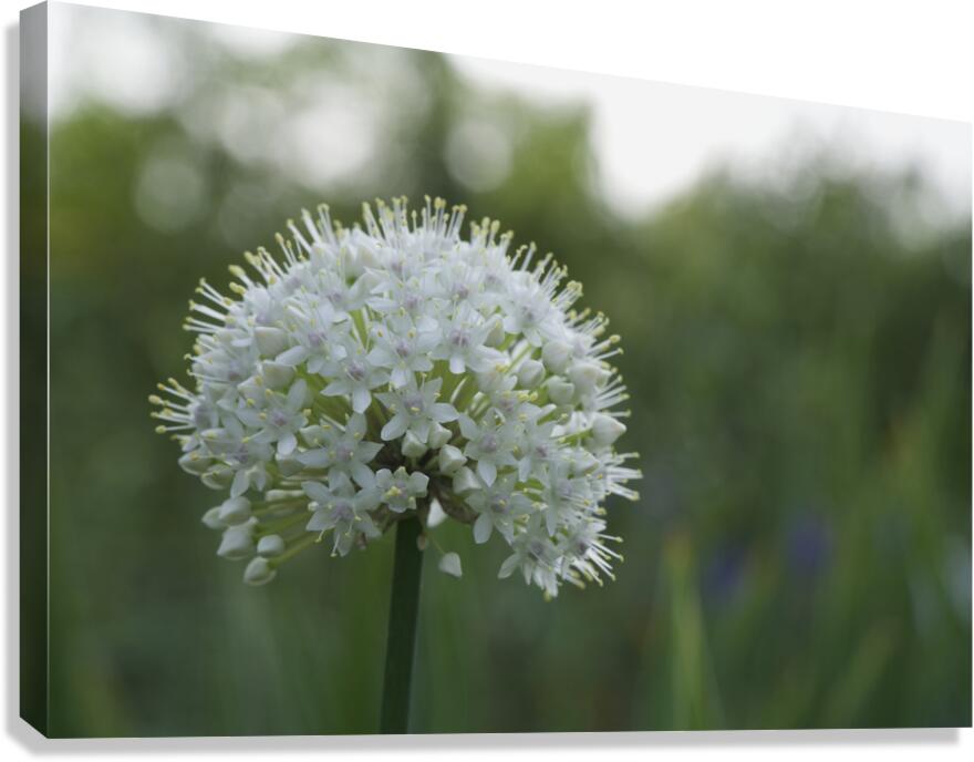 The White One Canvas Print